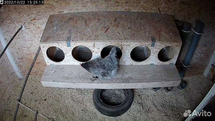 Домашние куриные яйца