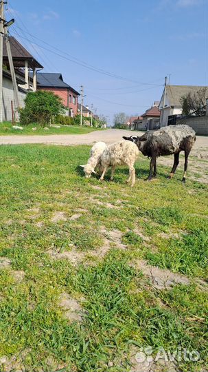 Овцы бараны ягнята