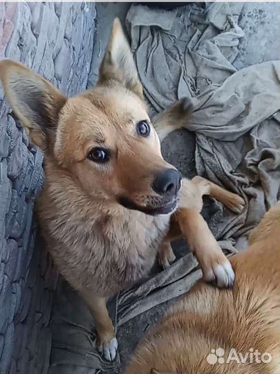 Собака, лапочка Персик