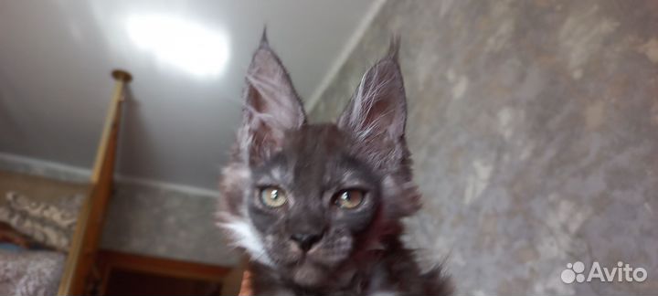 Котята мейн-кун