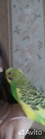 Отдам в добрые руки
