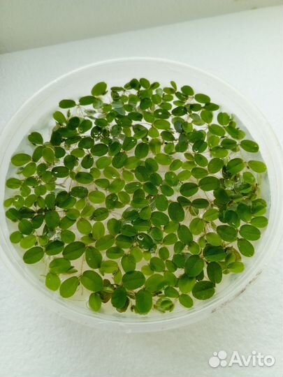 Аквариумные растения Сальвиния