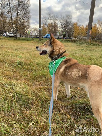 Собака в добрые руки