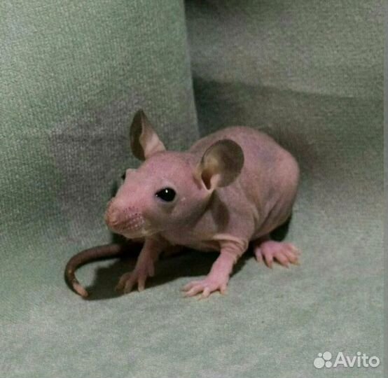 Крыса сфинкс (голая, лысая)