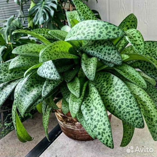 Дримиопсис Кирка