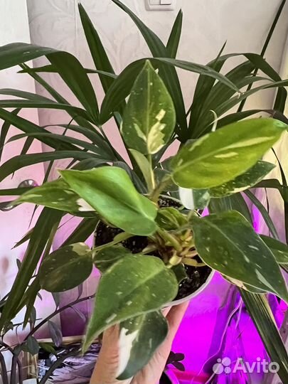 Филодендрон Белая Принцесса