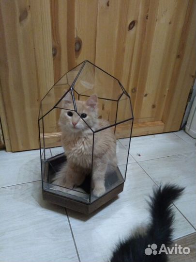 Геометрическая ваза/флорариум на подставке из дуба