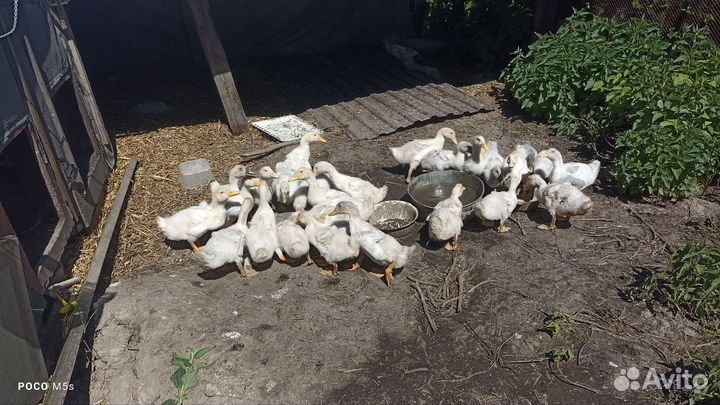 Утята подрощенные