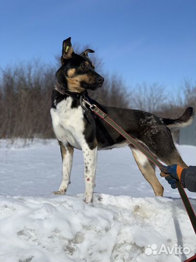 Дина ищет дом