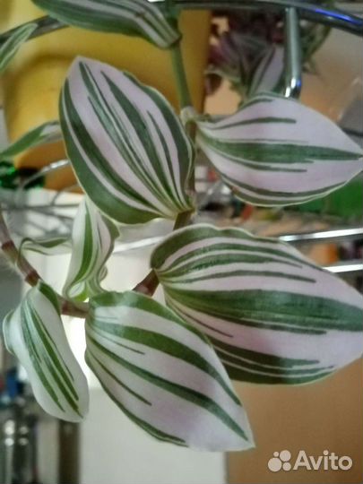 Комнатные цветы