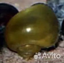 Ампулярии розовые, голубые, белые и другие