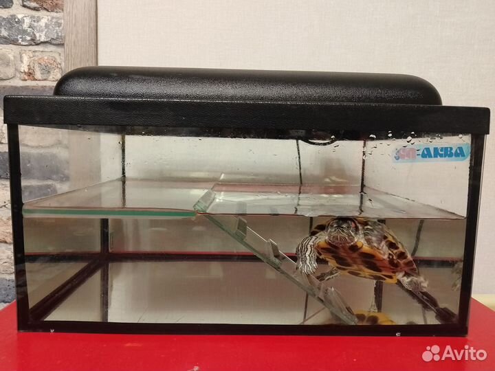 Аквариум- Черепашатник