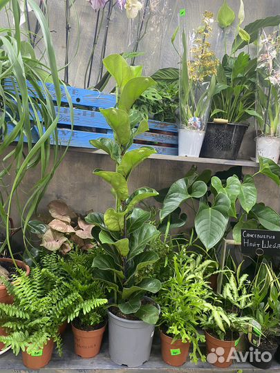 Фикус лирата бамбино