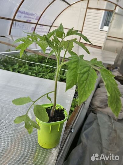 Рассада перца,баклажан,помидор
