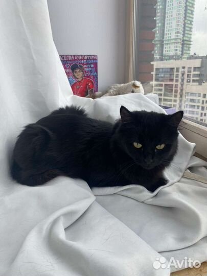 Черная кошка в дар с пушистым хвостиком