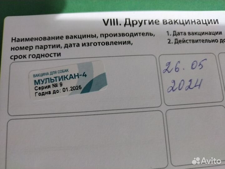 Щенки померанцы