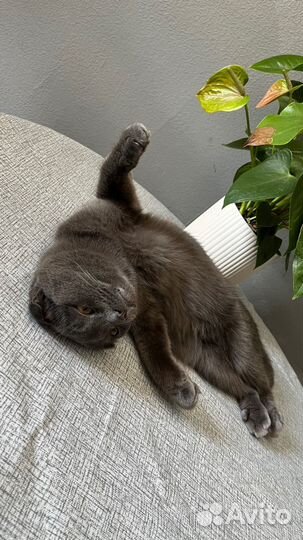 Шотландский кот