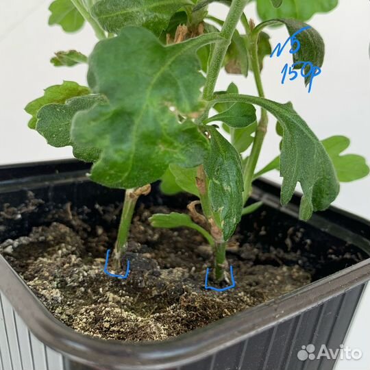 Хризантема желтая (детки)