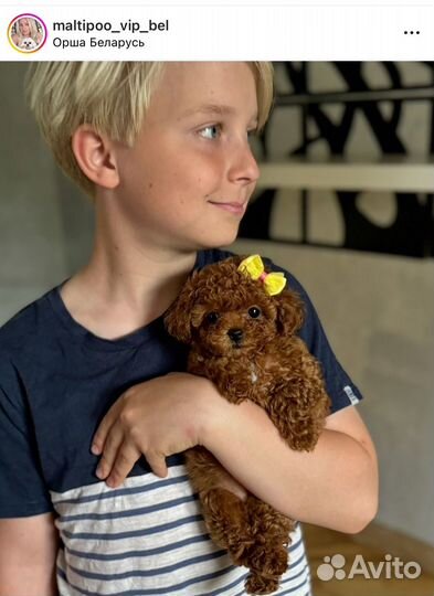 Микро и мини той пудель Китай из BY не мальтипу