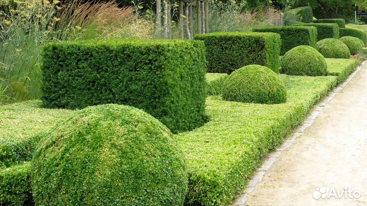 Бирючина для изгороди