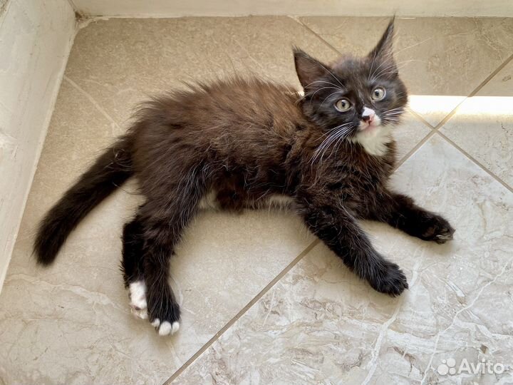 Котёнок девочка