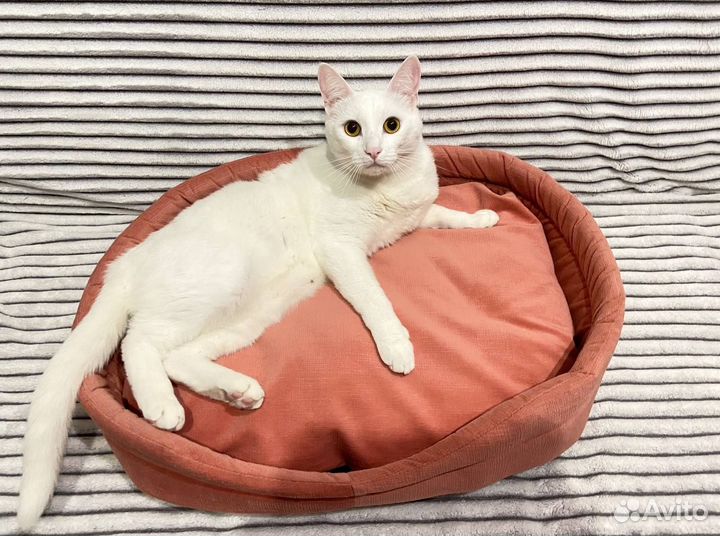 Лежанка для животных