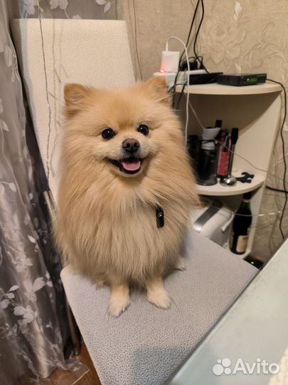 Померанский шпиц