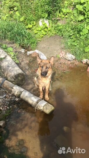 Кобель немецкая овчарка на вязку