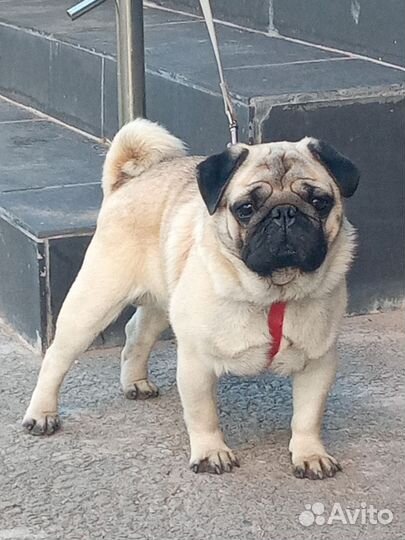 Мопс вязка мальчик