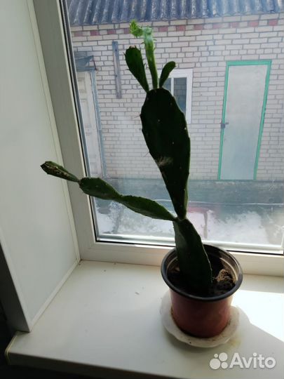 Кактус «Цабар» (высокорослый)