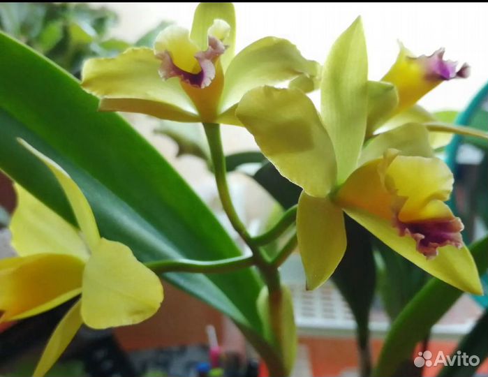 Орхидея Каттлея