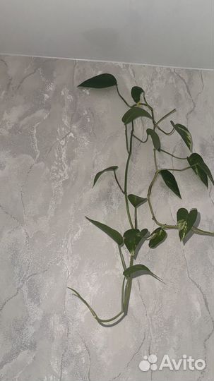 Сциндапсус