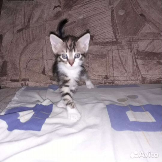 Кошка в дар бесплатно