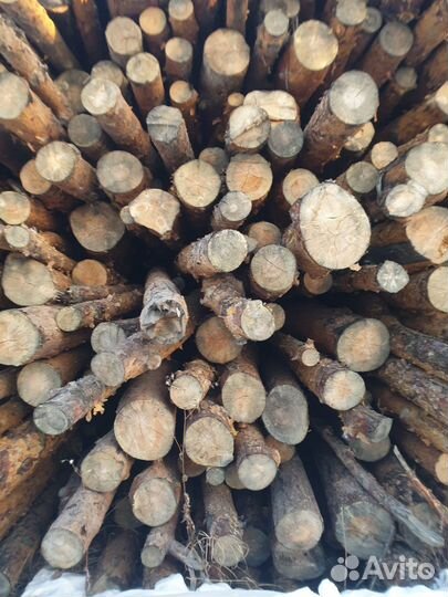 Лес кругляк сосна