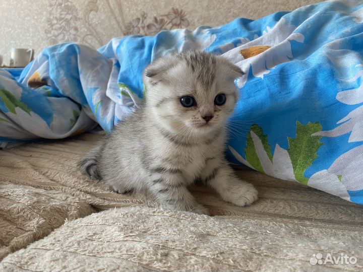 Вислоухие котята
