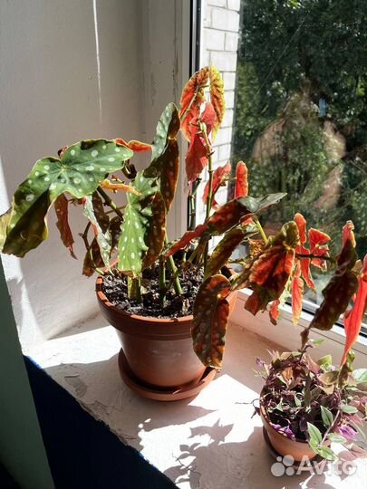 Бегония макулата