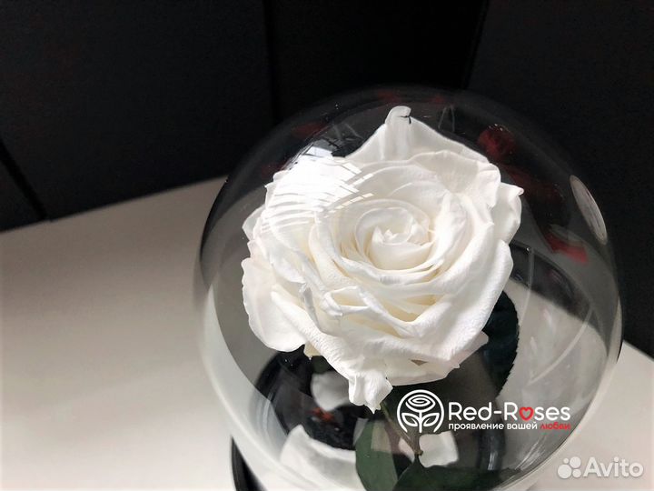 Роза в колбе Премиум