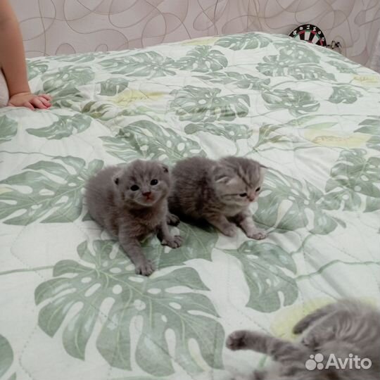 Шотландские вислоухие котята