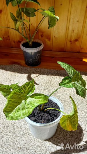 Сингониум ростки