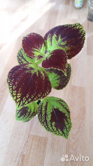 Пеларгония герань