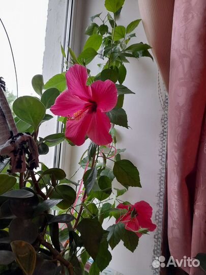 Китайская роза