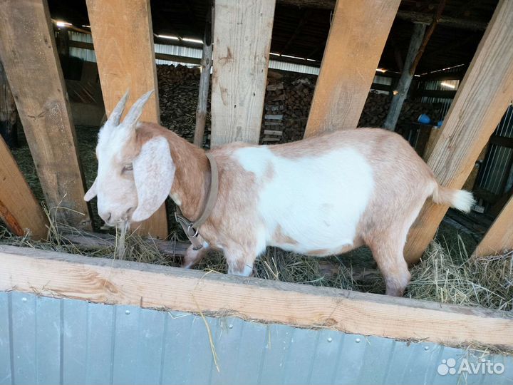 Корова, коза, козёл