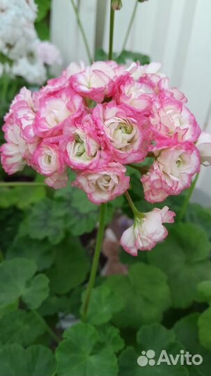 Пеларгония герань сортовая