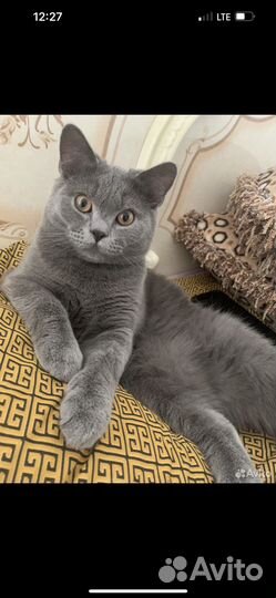 Шотландские прямоухие котята