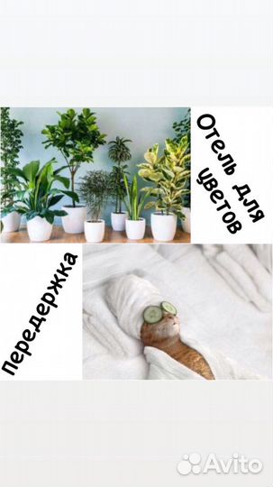 Передержка