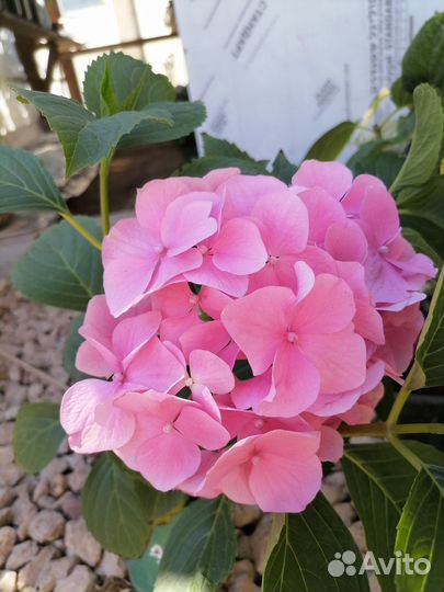 Гортензия крупнолистная розовая