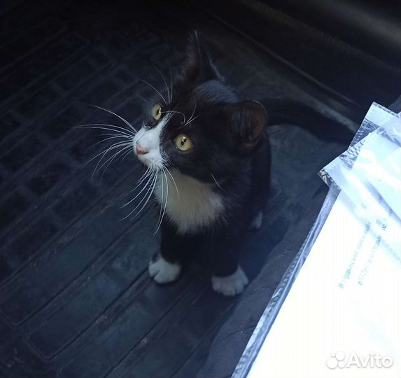 Котенок в дар