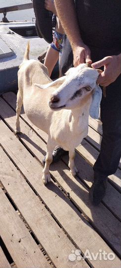 Дойная коза и покрытые козы