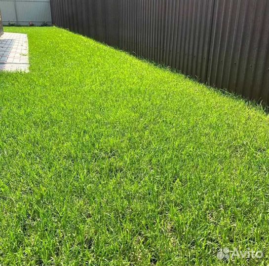 Газон, подготовка под газон под ключ