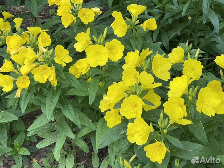 Энотера многолетние цветы ночная свеча многолетник